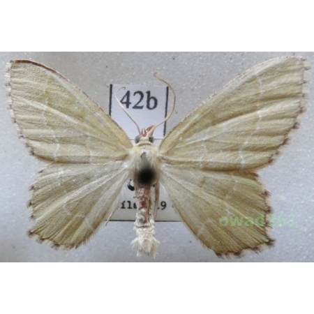 Hemithea aestivaria (Hübner, 1789) Czech42b